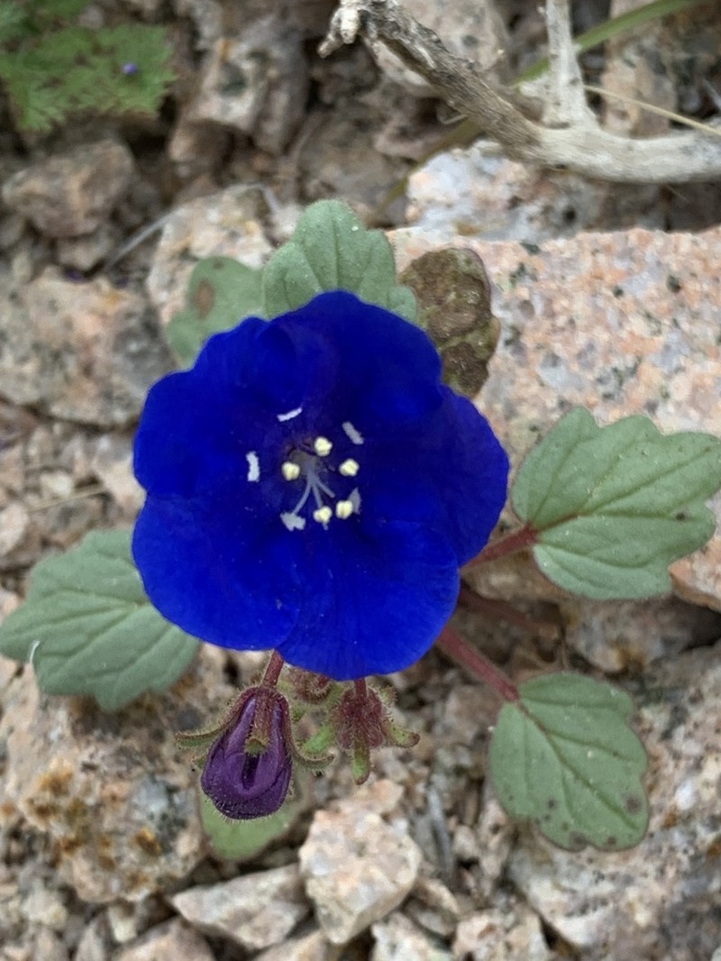Charlotte's Phacelia photo 5