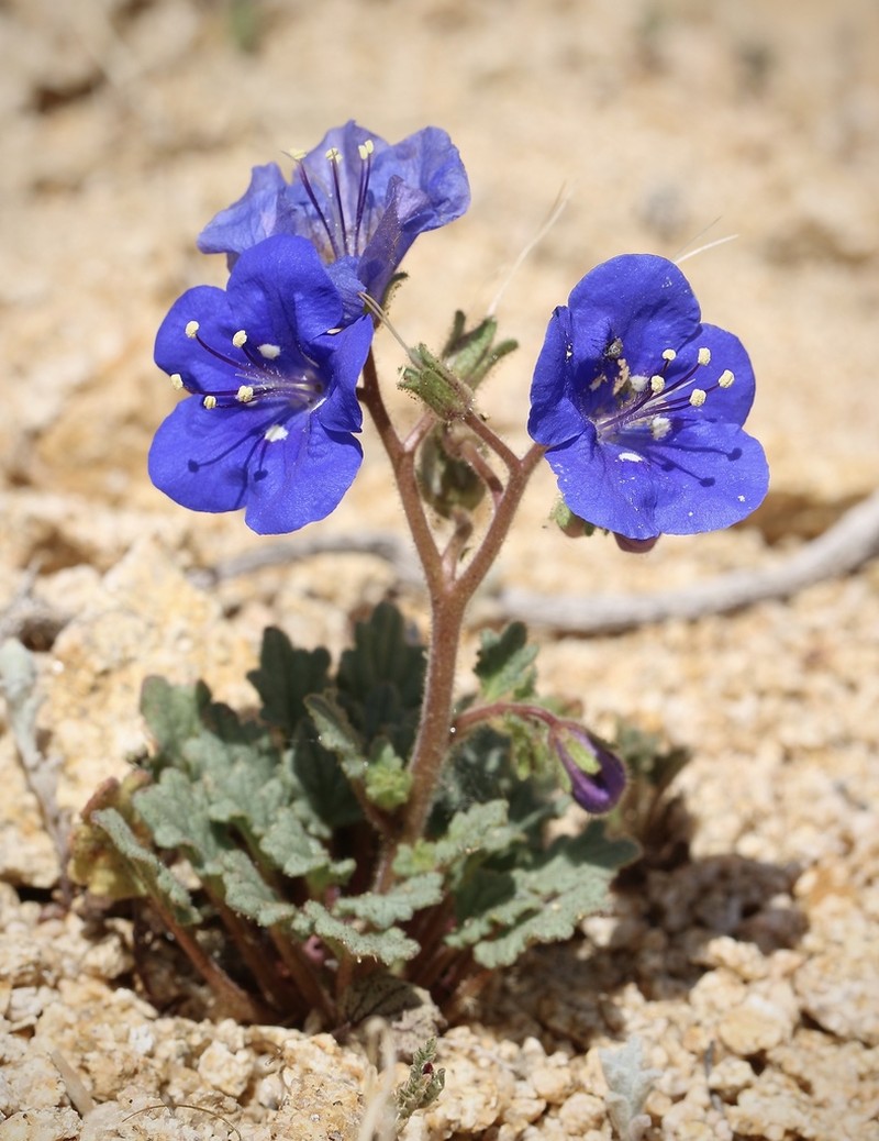 Charlotte's Phacelia photo 6