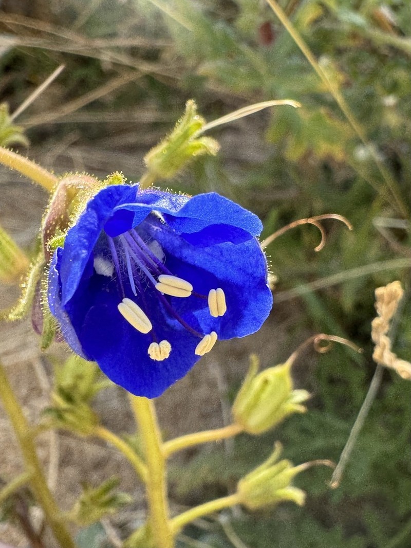 Charlotte's Phacelia photo 7