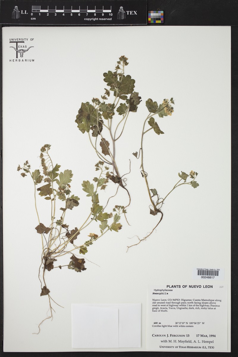 Phacelia neffii
