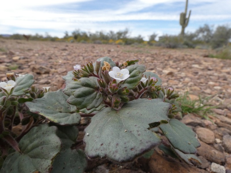 Alkali Phacelia photo 2