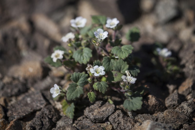 Alkali Phacelia photo 3