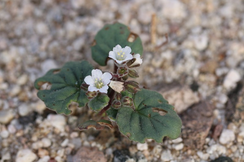Alkali Phacelia photo 4
