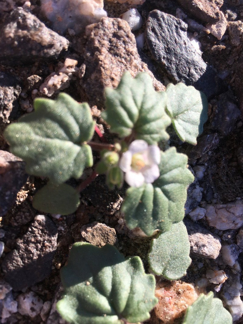 Alkali Phacelia photo 5