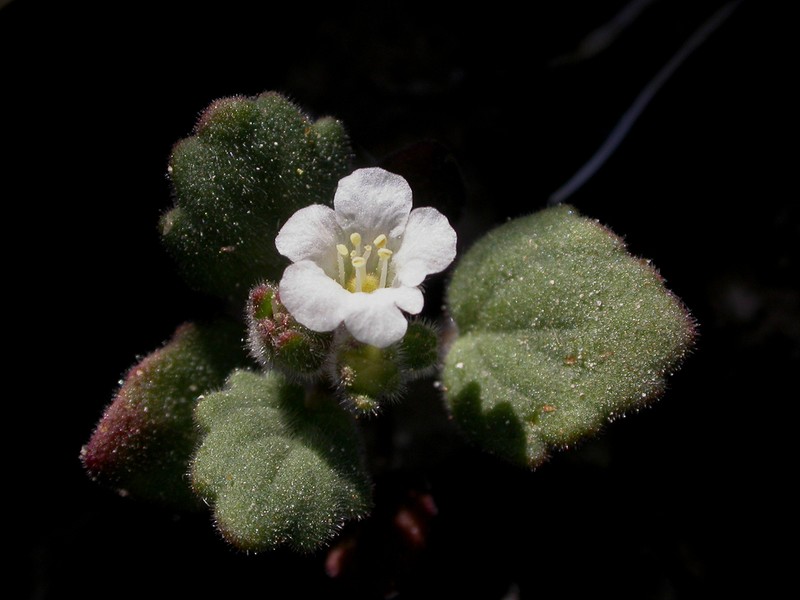 Alkali Phacelia photo 6