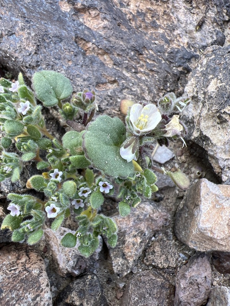 Alkali Phacelia photo 7
