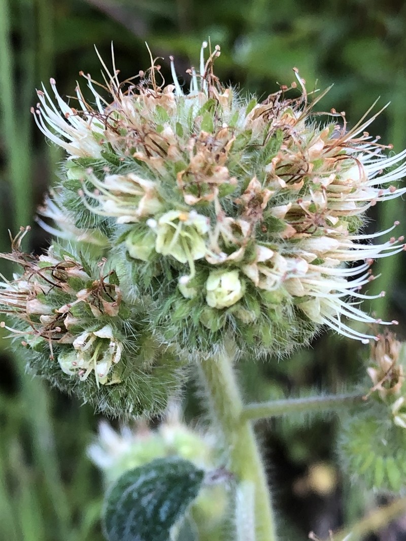 Shade Phacelia photo 2