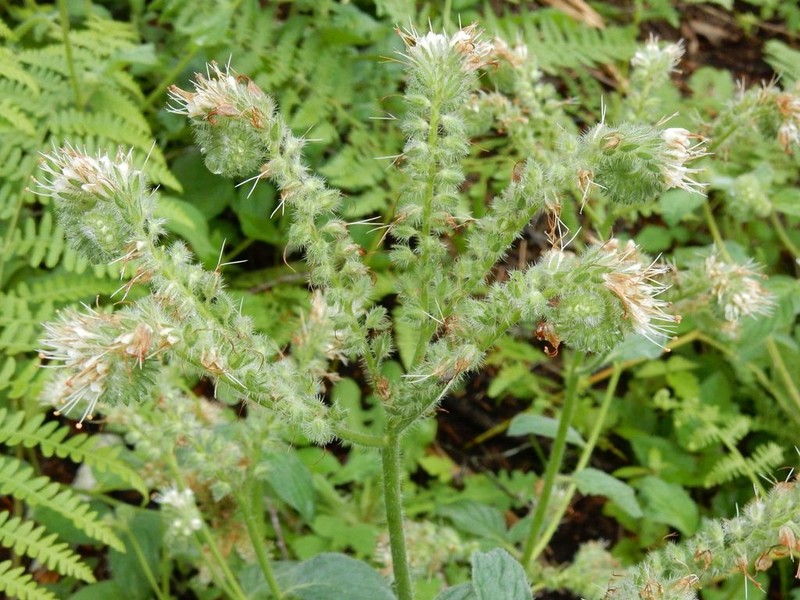 Shade Phacelia photo 3