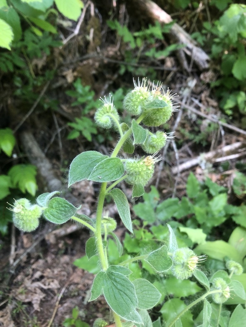Shade Phacelia photo 4