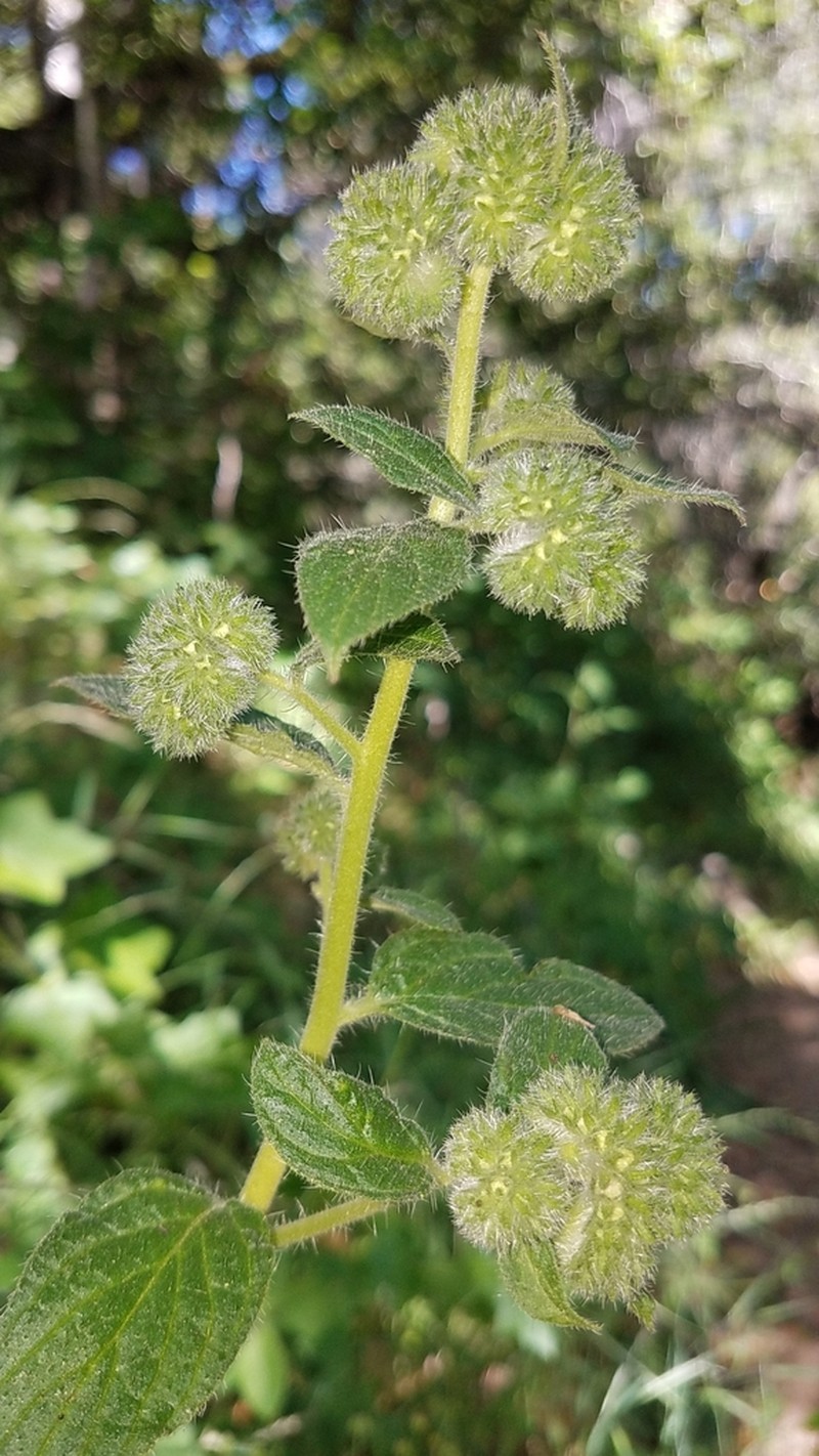 Shade Phacelia photo 5