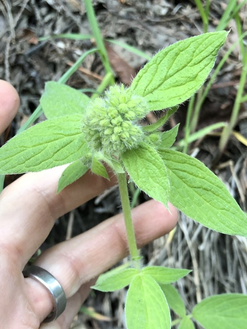 Shade Phacelia photo 7