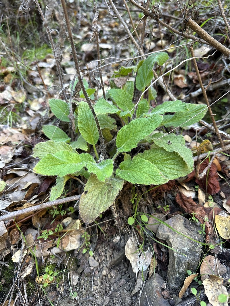 Phacelia nemoralis var. nemoralis
