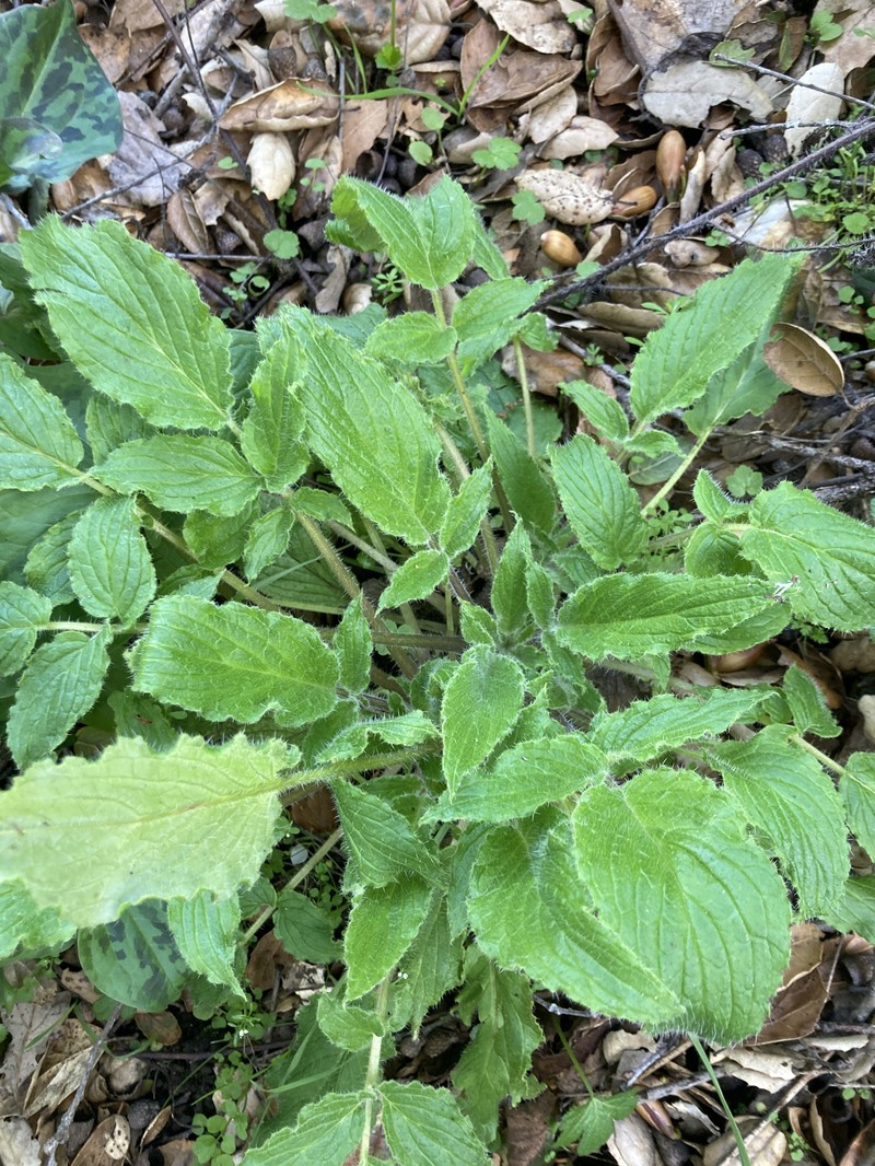 Phacelia nemoralis var. nemoralis photo 2
