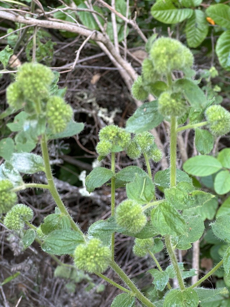 Phacelia nemoralis var. nemoralis photo 3
