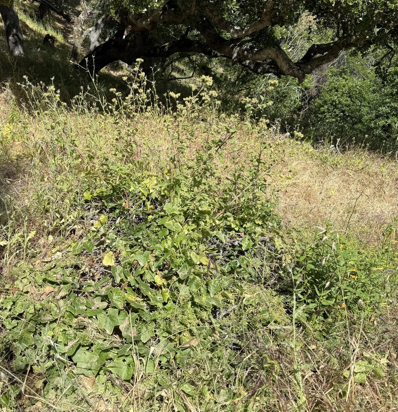 Phacelia nemoralis var. nemoralis photo 5