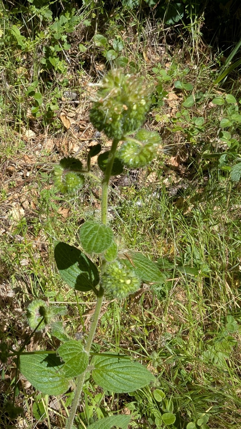 Phacelia nemoralis var. nemoralis photo 6
