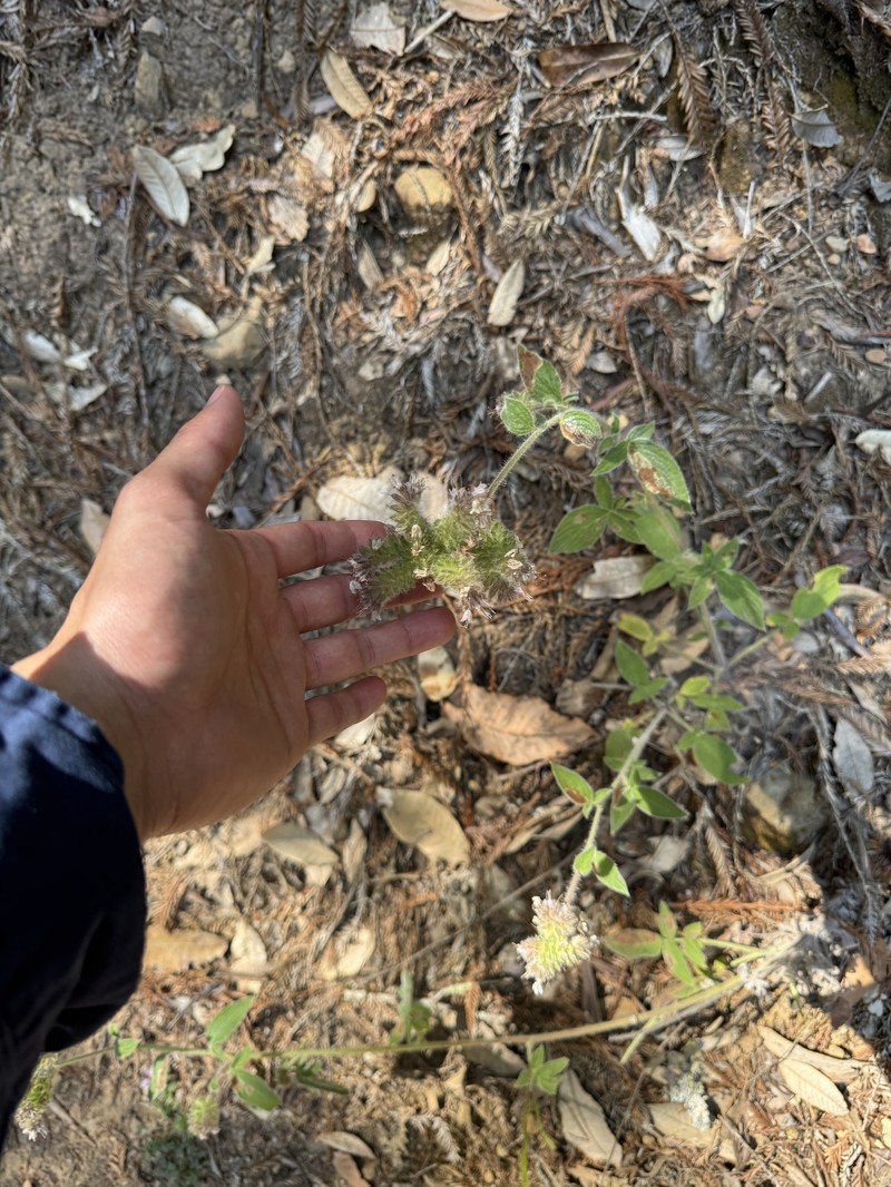 Phacelia nemoralis var. nemoralis photo 7