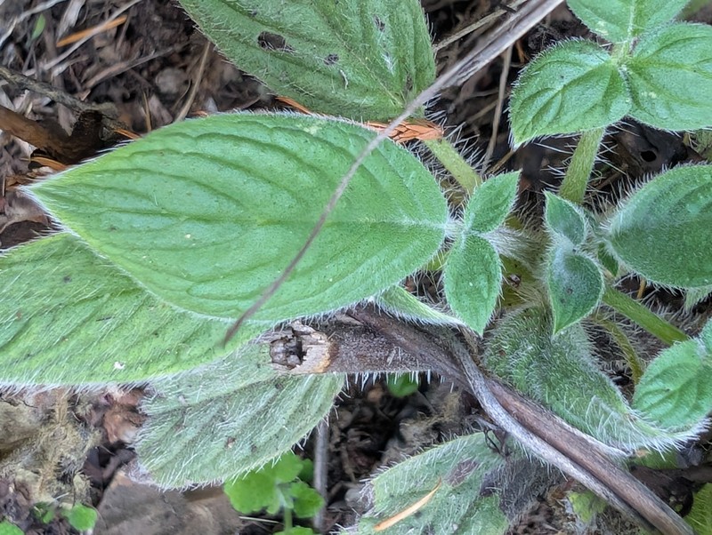 Phacelia nemoralis var. nemoralis photo 8