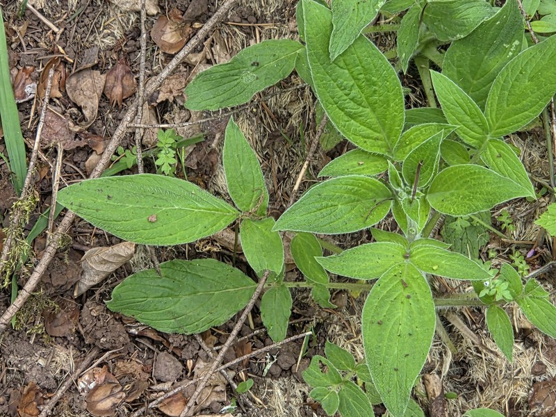 Phacelia nemoralis var. oregonensis