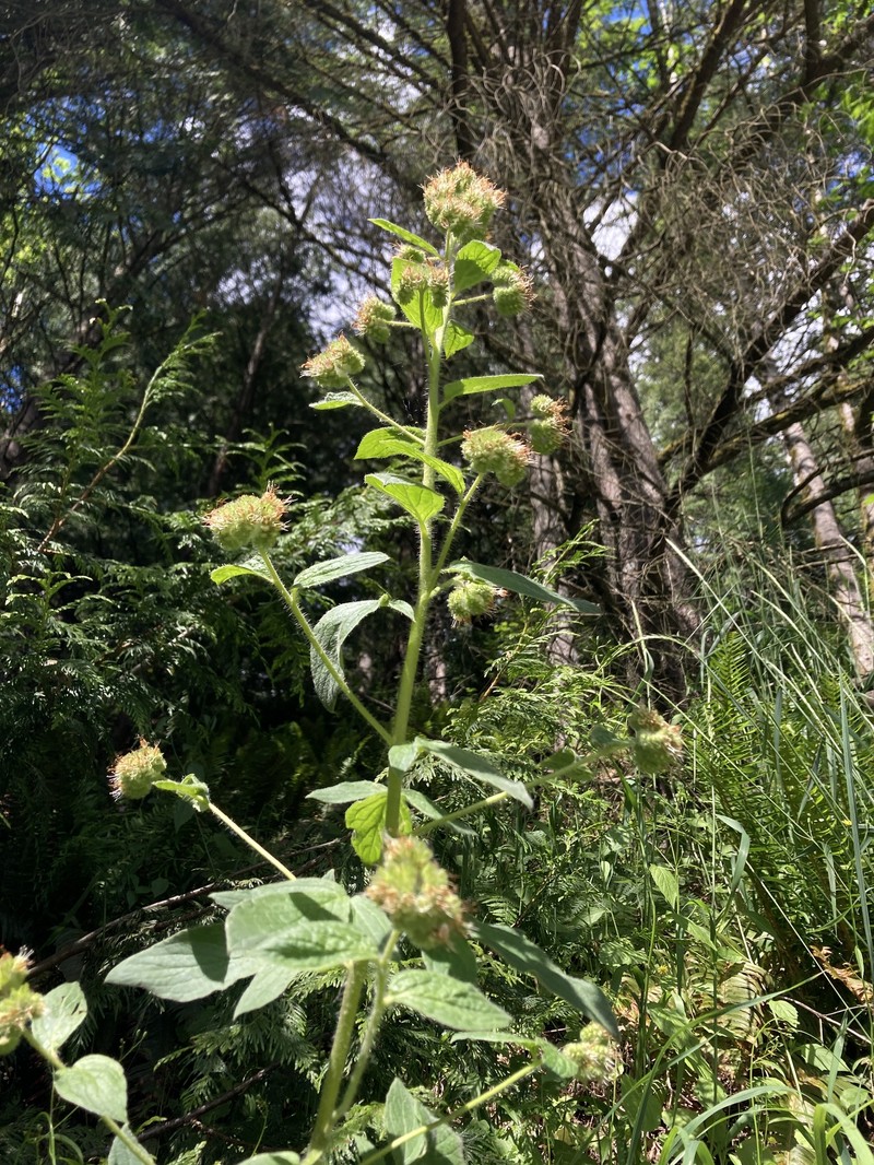 Phacelia nemoralis var. oregonensis photo 2