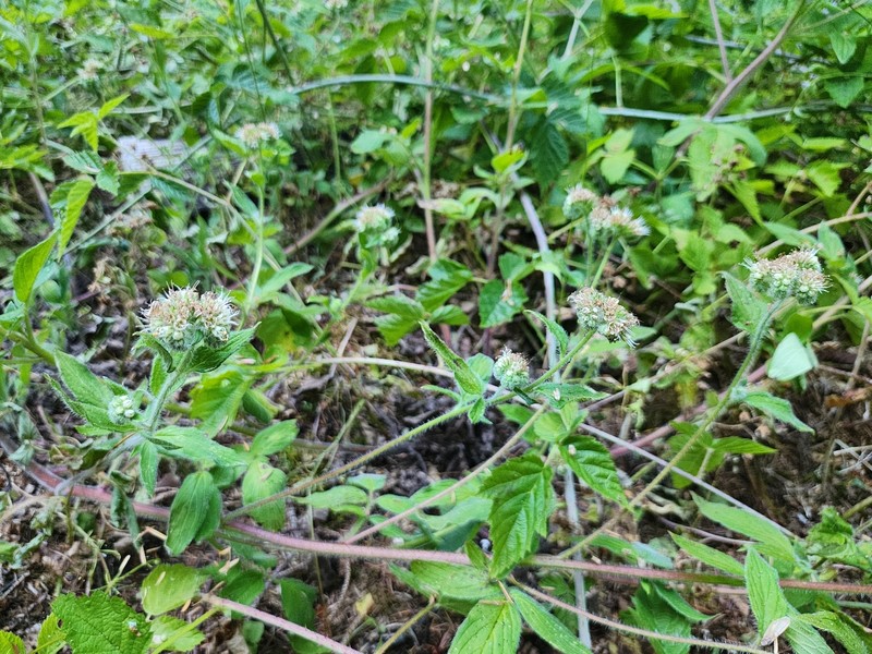 Phacelia nemoralis var. oregonensis photo 3