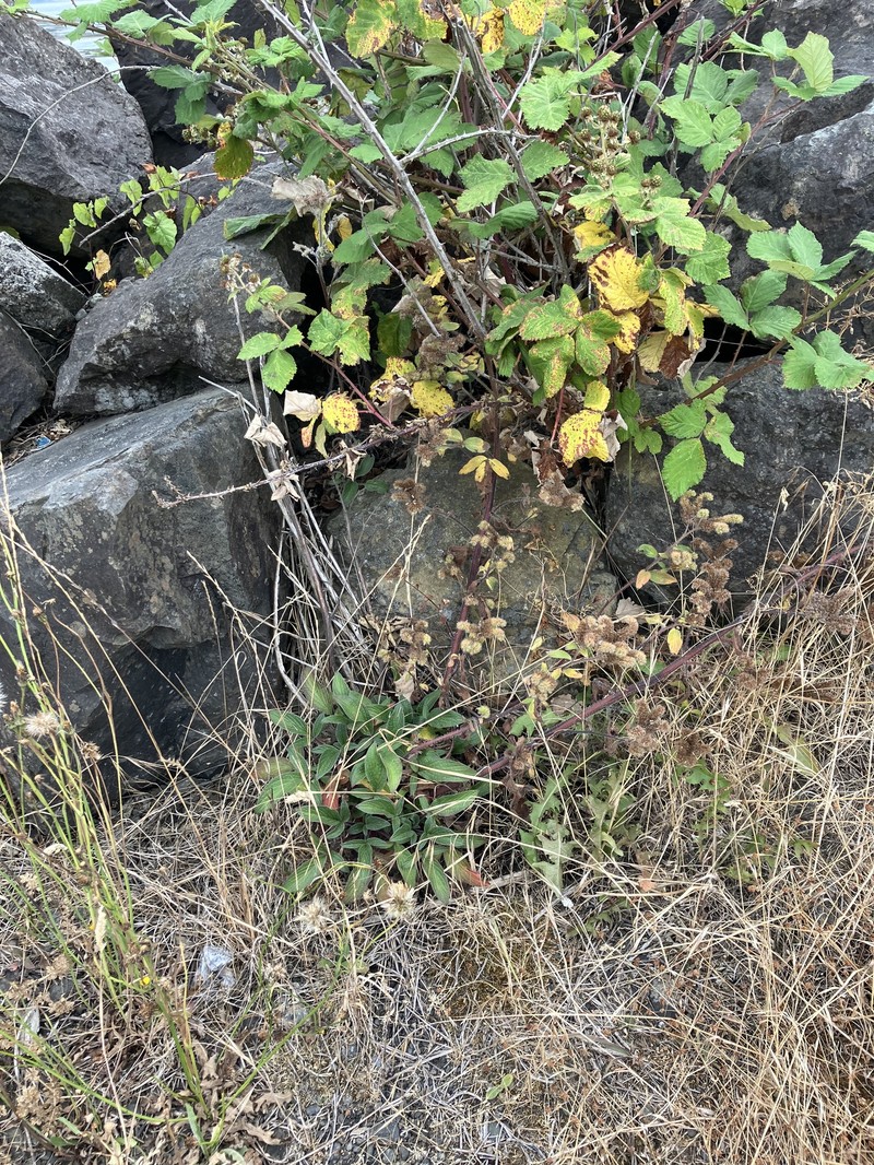 Phacelia nemoralis var. oregonensis photo 4