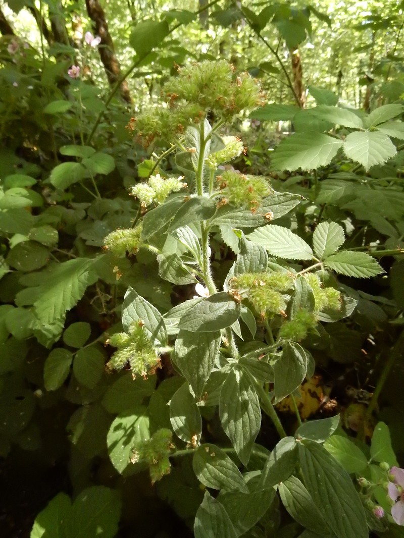 Phacelia nemoralis var. oregonensis photo 5