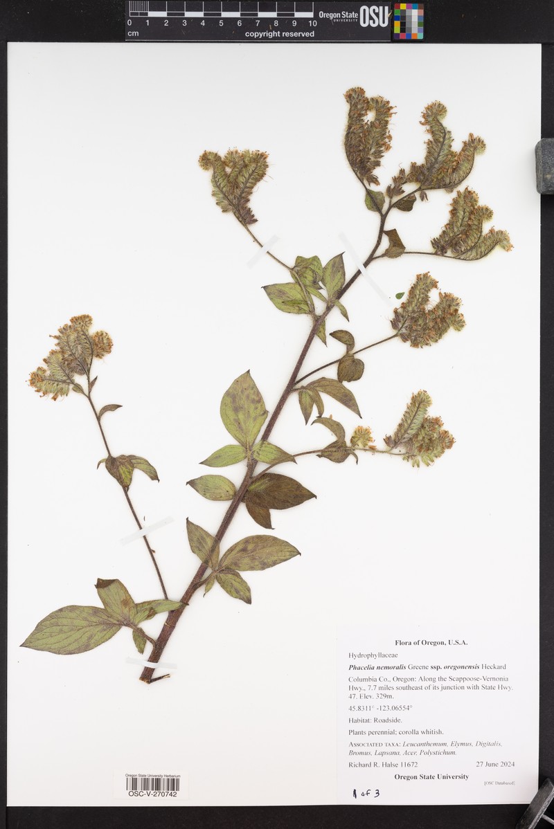 Phacelia nemoralis var. oregonensis photo 6