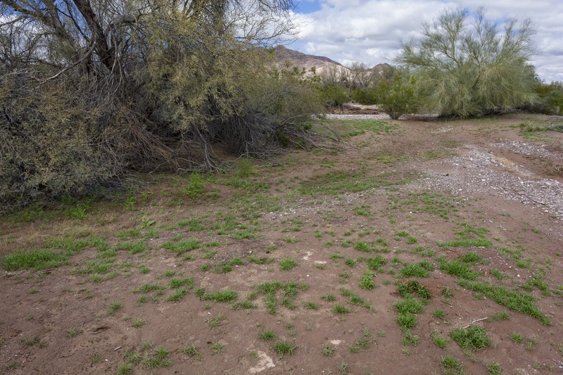 New Mexico Phacelia photo 3