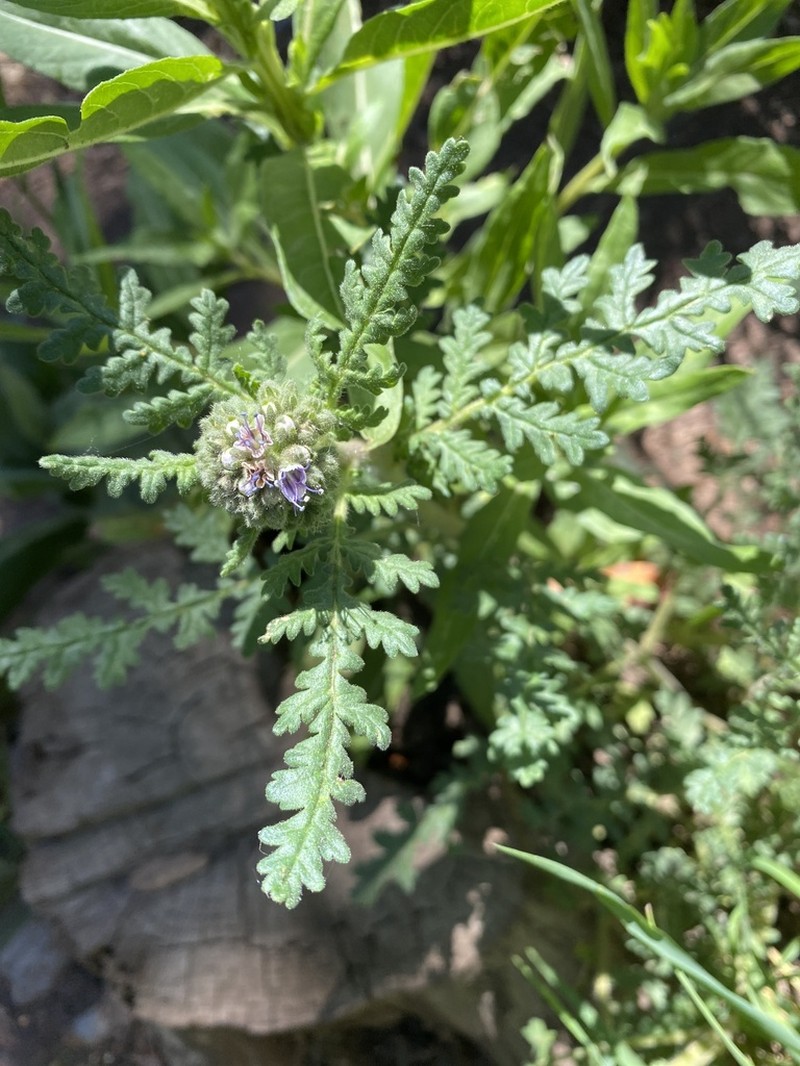 New Mexico Phacelia