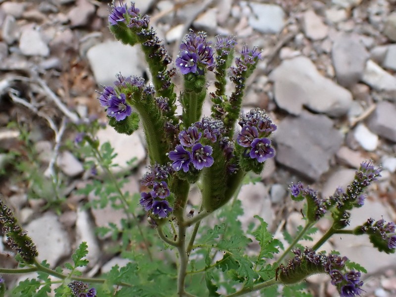New Mexico Phacelia photo 2