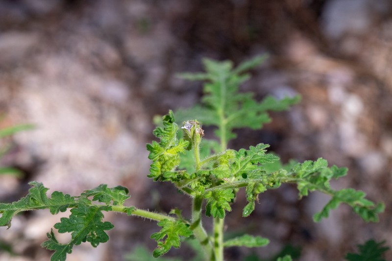 New Mexico Phacelia photo 3