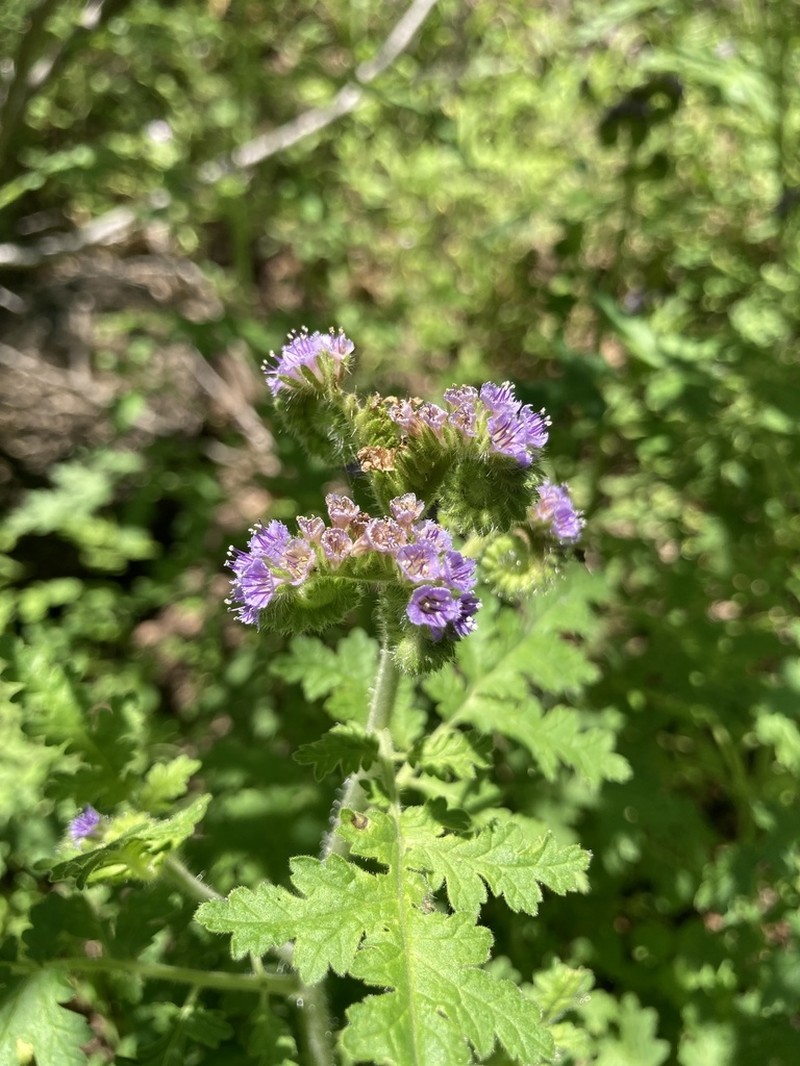 New Mexico Phacelia photo 5