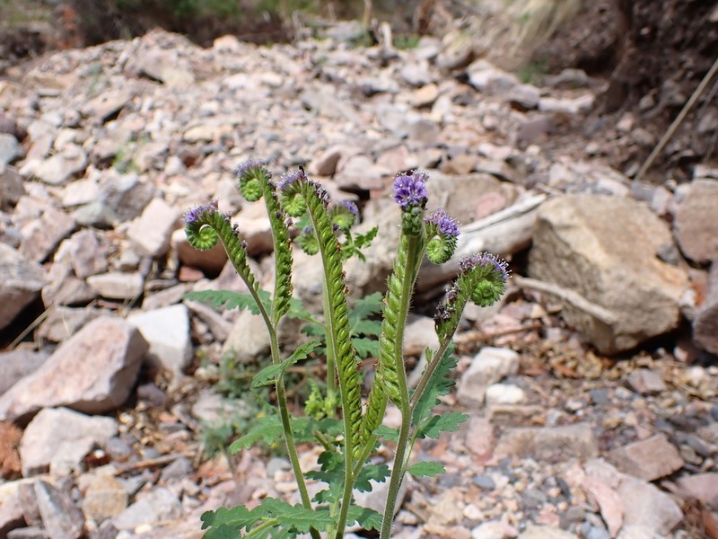 New Mexico Phacelia photo 6