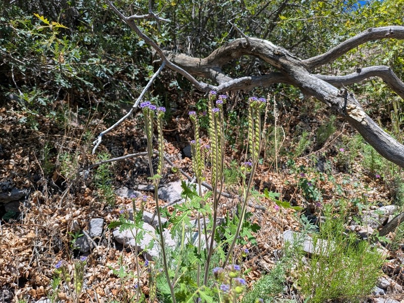 New Mexico Phacelia photo 7