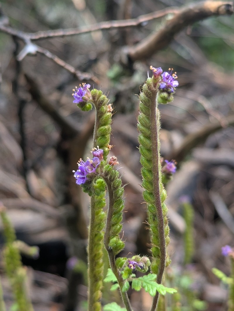 New Mexico Phacelia photo 8