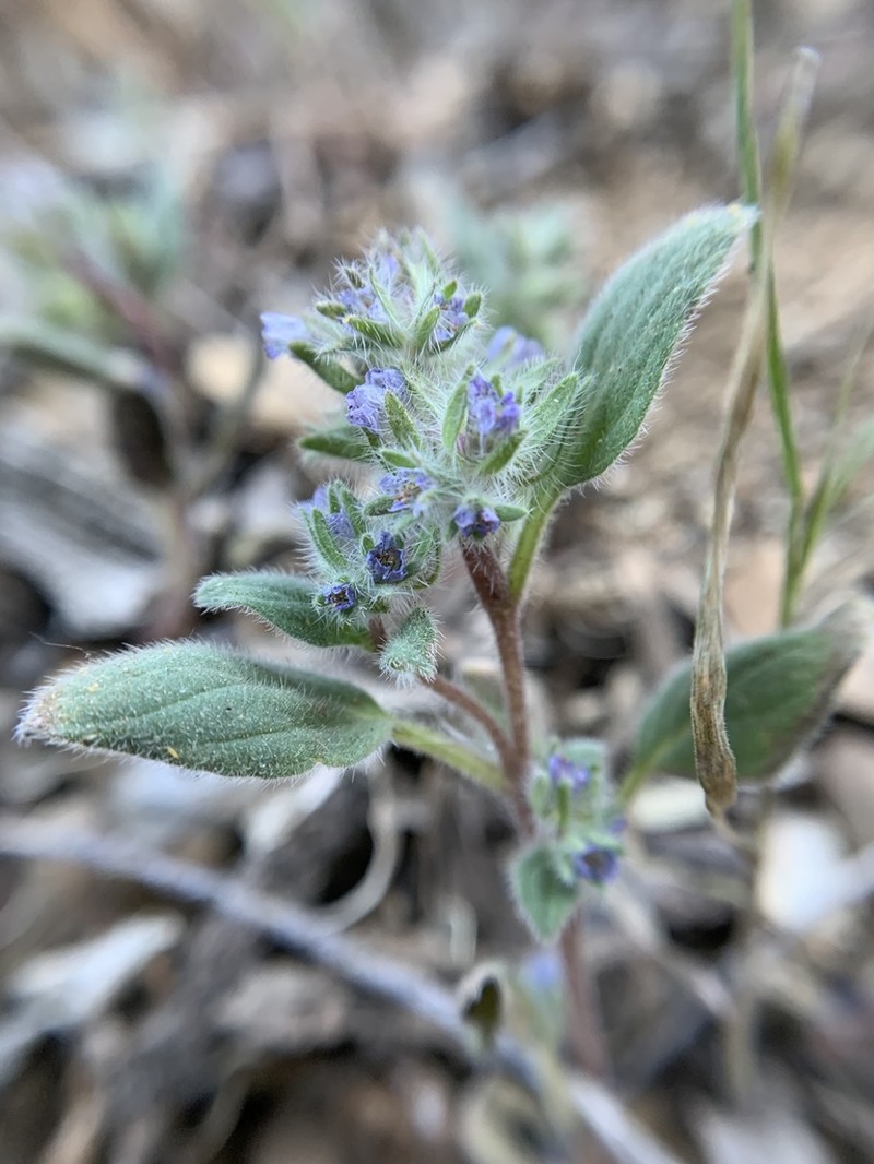 Nine Mile Canyon Phacelia