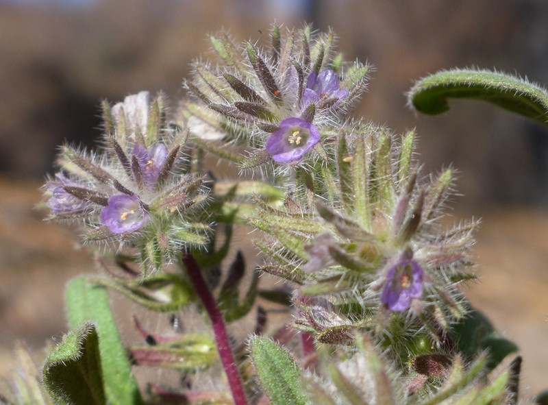 Nine Mile Canyon Phacelia photo 2