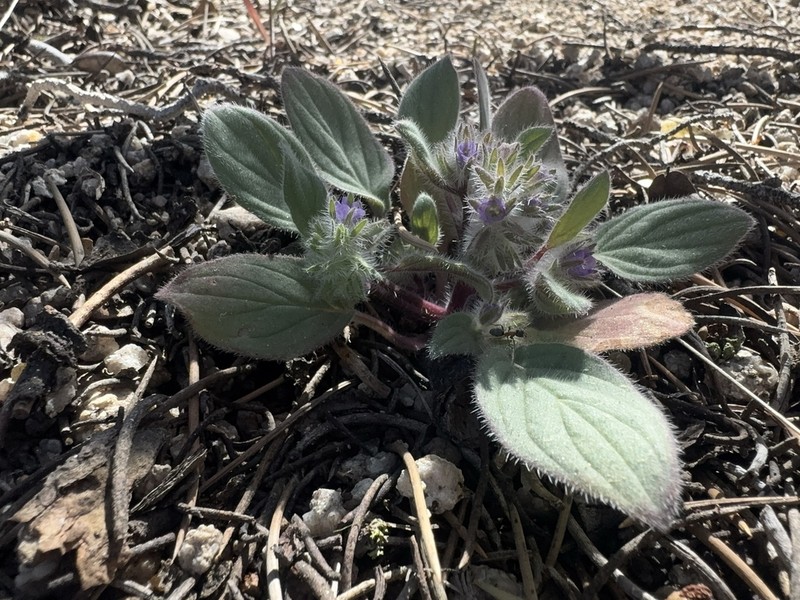 Nine Mile Canyon Phacelia photo 3