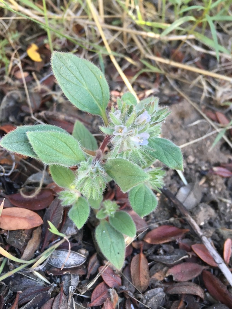 Nine Mile Canyon Phacelia photo 4