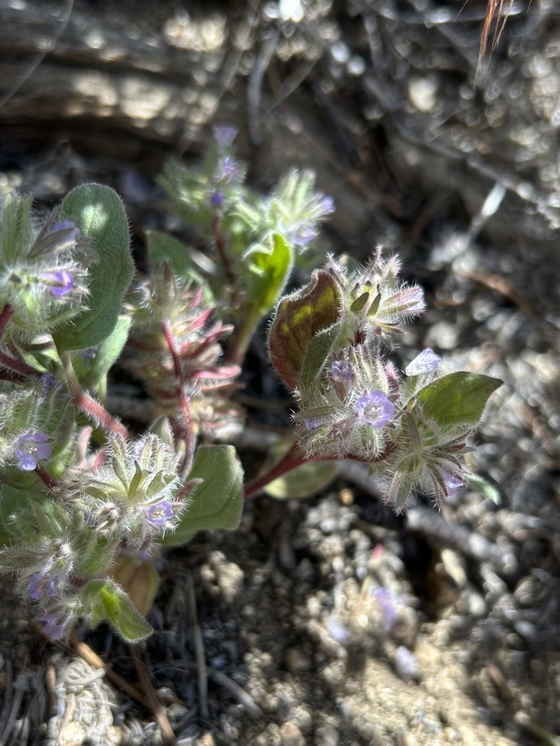 Nine Mile Canyon Phacelia photo 5