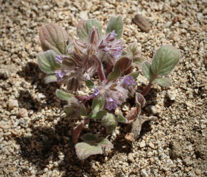 Nine Mile Canyon Phacelia photo 6