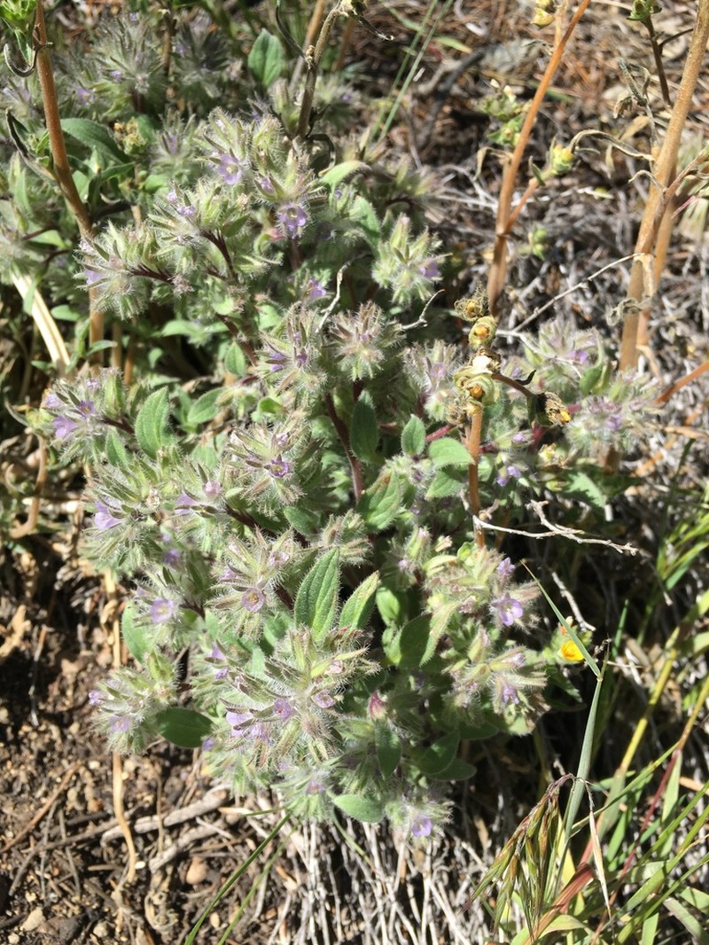 Nine Mile Canyon Phacelia photo 7