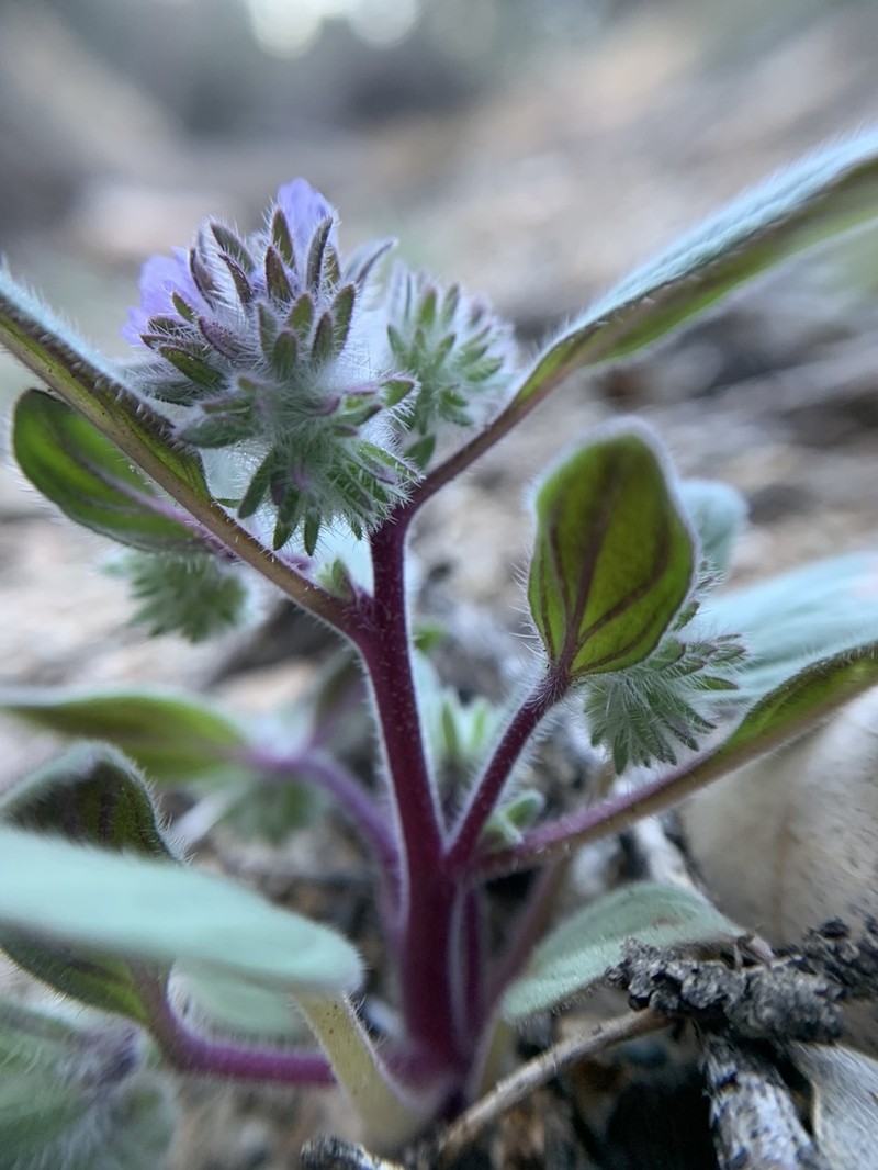 Nine Mile Canyon Phacelia photo 8