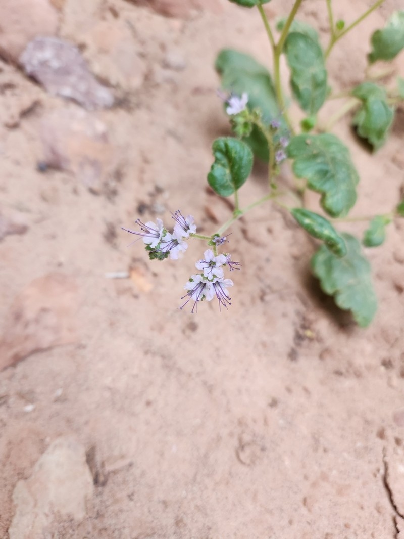 Phacelia orbicularis