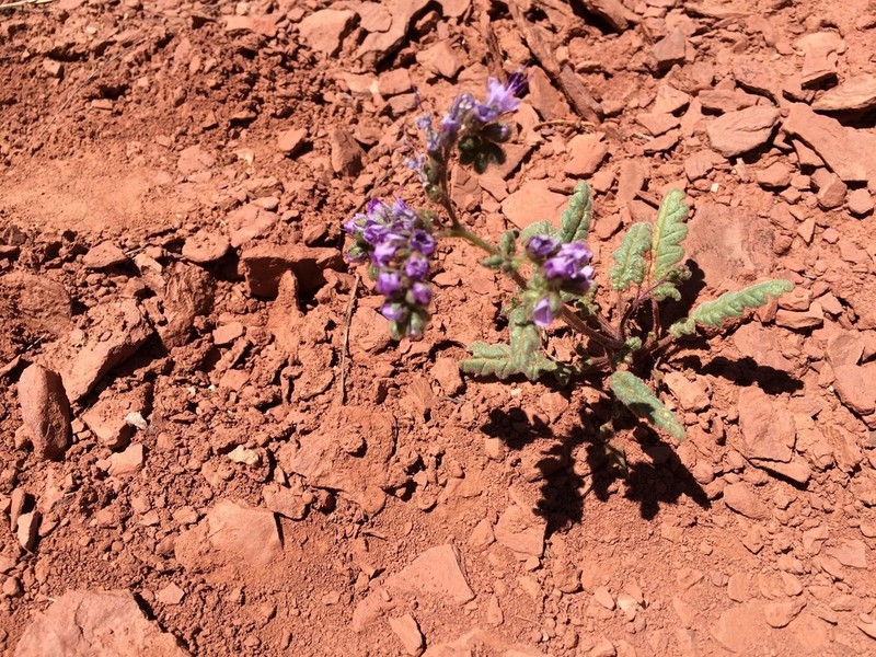 Phacelia orbicularis photo 4