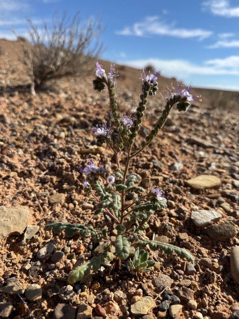 Phacelia orbicularis photo 6