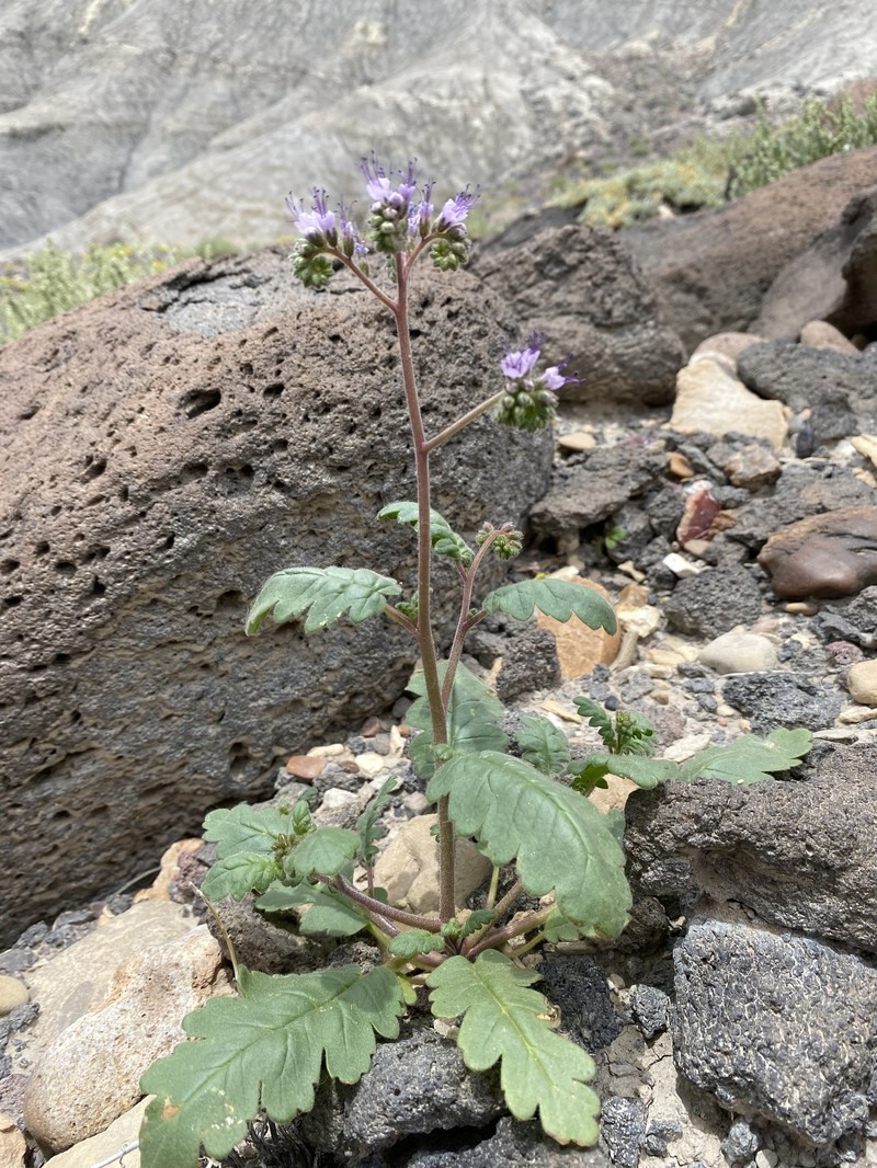 Phacelia orbicularis photo 7
