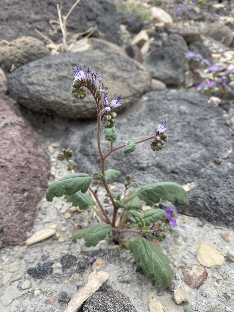 Phacelia orbicularis photo 8