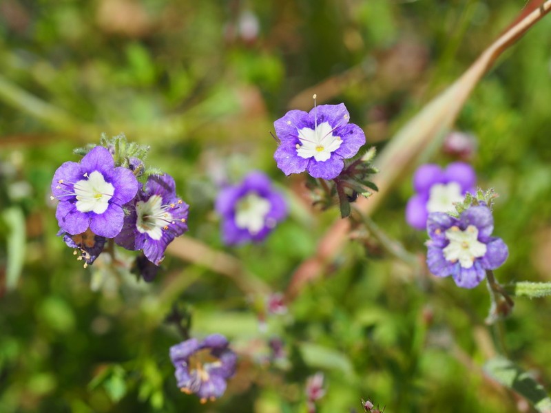 Mountain Phacelia